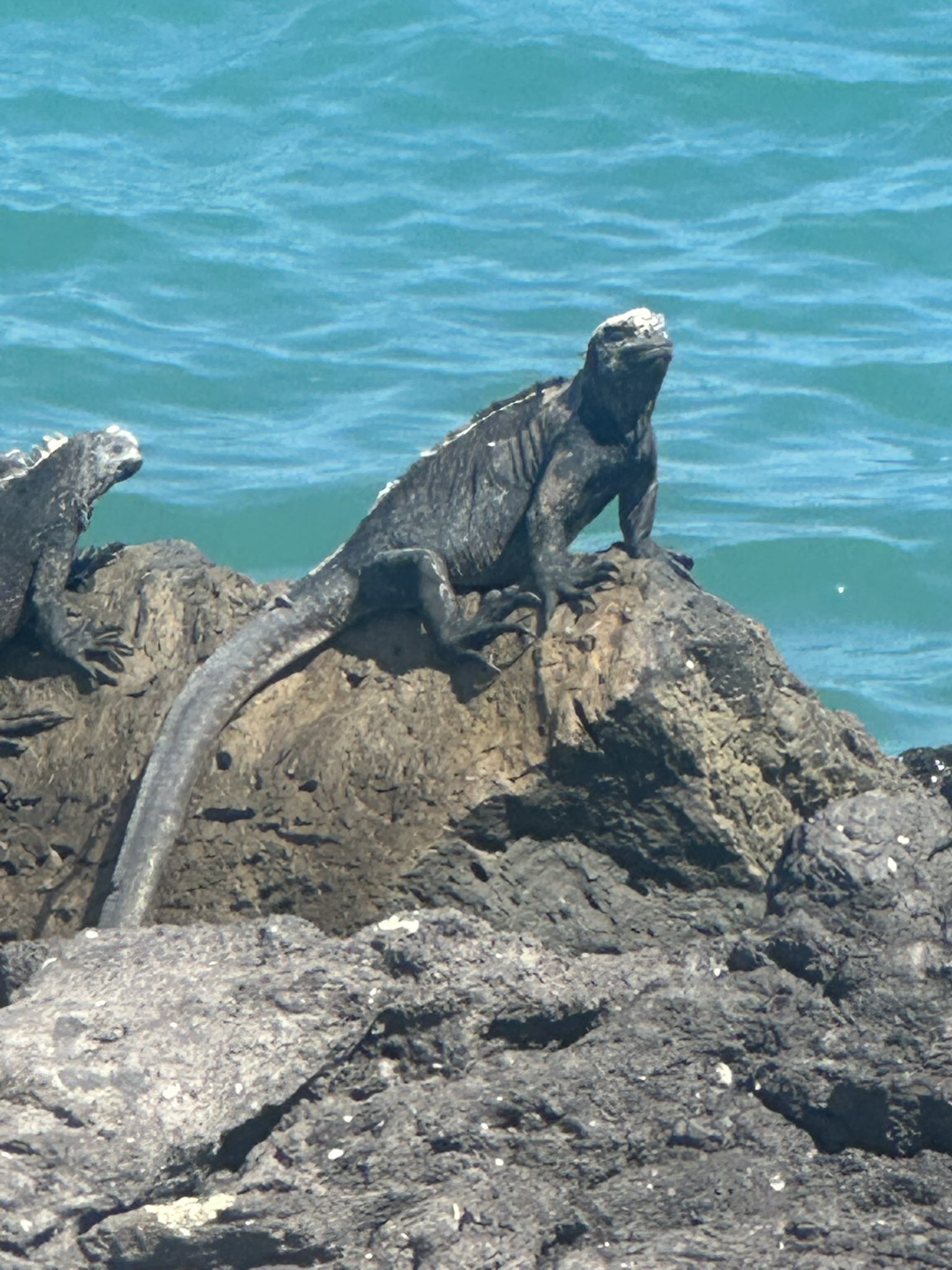 Ecuador-Galapagos Islands - Image 413
